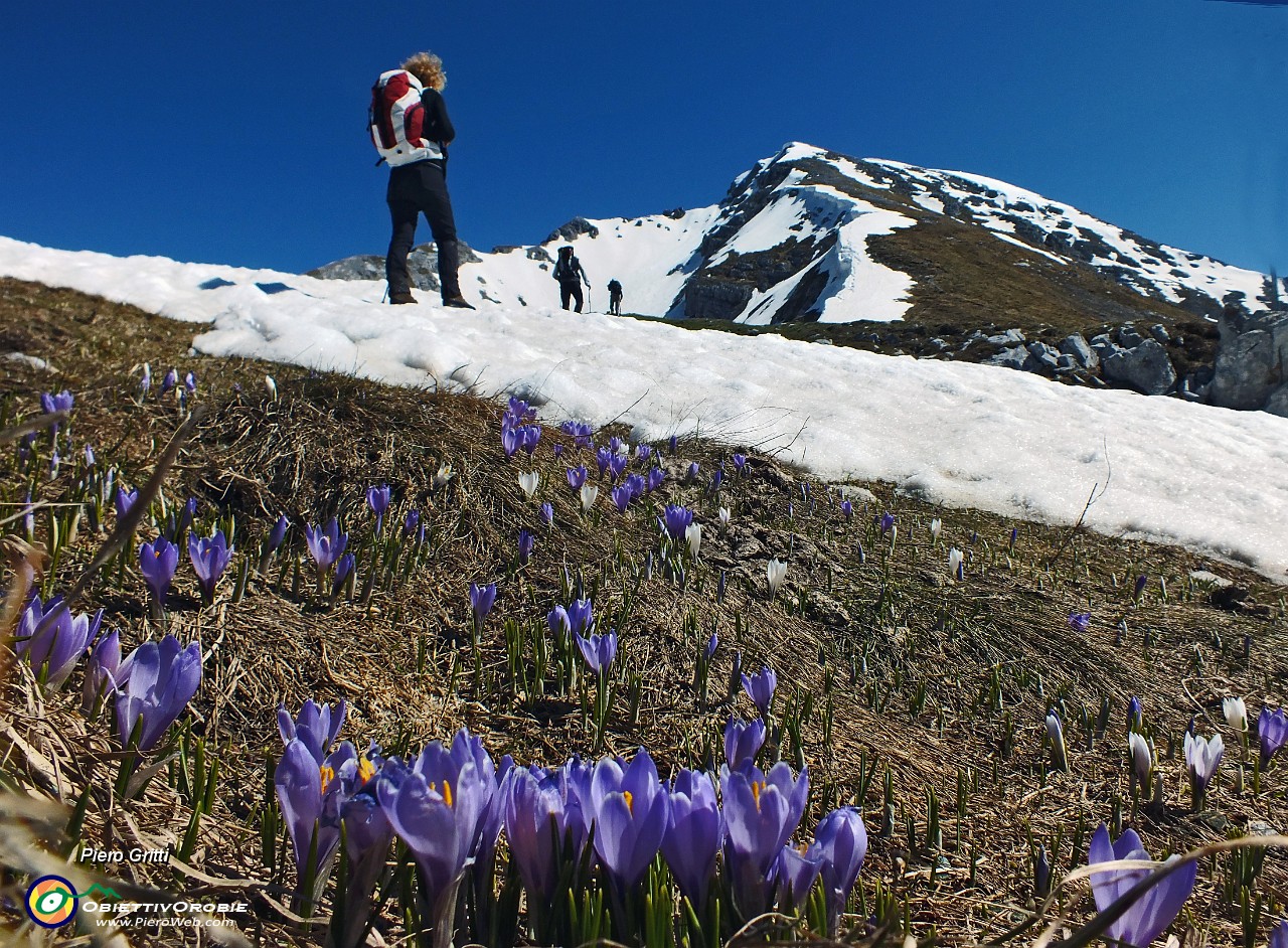 22 Crocus sul nostro cammino.JPG